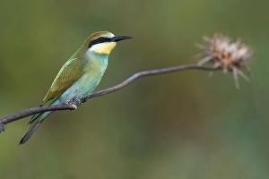 Bee Eater Perched Drucke: European Bee-eater, Merops apiaster