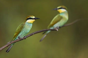 Europäischer Bienenfresser, Merops apiaster