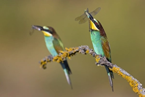 Merops Apiaster Habitat Drucke: European Bee-eater, Merops apiaster