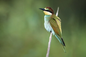 Bilder Datiert 26. August 2020: Europäischer Bienenfresser, Merops apiaster