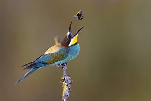 Merops Apiaster Species Drucke: European Bee-eater, Merops apiaster