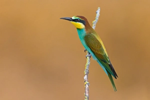 European Bee-eater, Merops apiaster