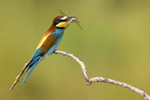 Bilder Datiert 2. Juni 2021: Europäischer Bienenfresser, Merops apiaster