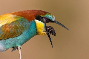 Bilder Datiert 29. Mai 2022: Europäischer Bienenfresser, Merops apiaster