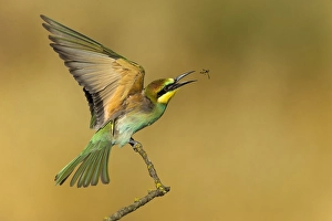Europäischer Bienenfresser, Merops apiaster