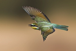 Europäischer Bienenfresser, Merops apiaster