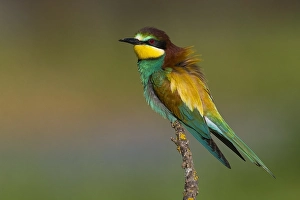 Merops Apiaster Species Drucke: European Bee-eater, Merops apiaster