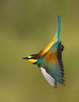 Bilder Datiert 29. Mai 2021: Europäischer Bienenfresser, Merops apiaster