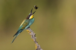Bilder Datiert 9. Juli 2021: Europäischer Bienenfresser, Merops apiaster