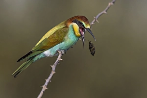 Europäischer Bienenfresser, Merops apiaster