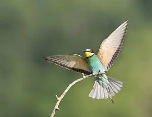 Merops Apiaster Species Drucke: European Bee-eater, Merops apiaster
