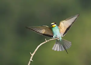 Bilder Datiert 27. Mai 2008: Europäischer Bienenfresser, Merops apiaster