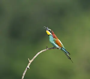 Bilder Datiert 27. Mai 2008: Europäischer Bienenfresser, Merops apiaster