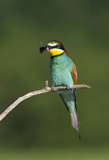 Merops Apiaster Species Drucke: European Bee-eater, Merops apiaster