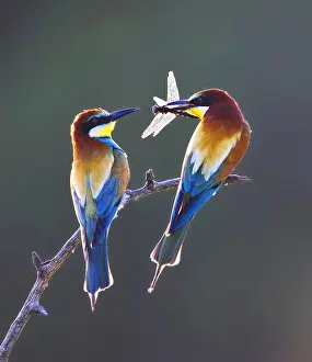 Bilder Datiert 27. Mai 2008: Europäischer Bienenfresser, Merops apiaster