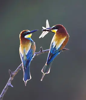 Bilder Datiert 27. Mai 2008: Europäischer Bienenfresser, Merops apiaster