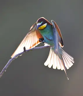 Merops Apiaster Images Drucke: European Bee-eater, Merops apiaster