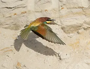 Bilder Datiert 8. Juni 2019: Europäischer Bienenfresser, Merops apiaster