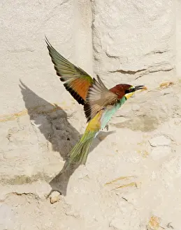 Bilder Datiert 8. Juni 2019: Europäischer Bienenfresser, Merops apiaster