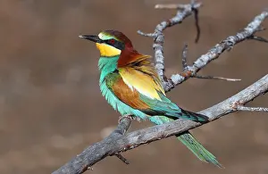 Bilder Datiert 22. Mai 2021: Europäischer Bienenfresser, Merops apiaster