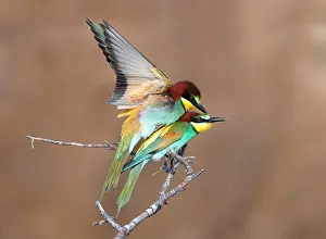 Bilder Datiert 22. Mai 2021: Europäischer Bienenfresser, Merops apiaster