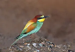 Gerahmter Druck : Europäischer Bienenfresser, Merops apiaster Gerahmter Druck : Europäischer Bienenfresser, Merops apiaster