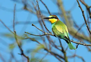 Merops Apiaster Species Drucke: European Bee-eater, Merops apiaster