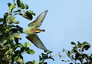 Merops Apiaster Species Drucke: European Bee-eater, Merops apiaster