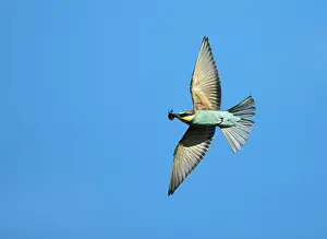 Merops Apiaster Drucke: European Bee-eater, Merops apiaster