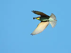 Merops Apiaster Drucke: European Bee-eater, Merops apiaster