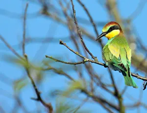 Merops Apiaster Habitat Drucke: European Bee-eater, Merops apiaster