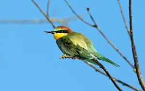 Merops Apiaster Images Drucke: European Bee-eater, Merops apiaster