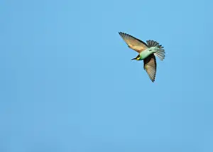 Merops Apiaster Species Drucke: European Bee-eater, Merops apiaster