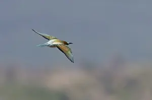 Southern Spain Wildlife Drucke: European Bee-eater, Merops apiaster
