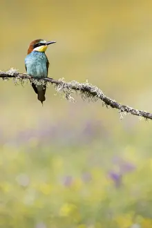 Merops Apiaster Species Drucke: European Bee-eater, Merops apiaster