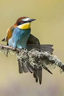 Bilder vom 9. Mai 2018: Europäischer Bienenfresser, Merops apiaster