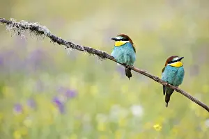 Bilder vom 9. Mai 2018: Europäischer Bienenfresser, Merops apiaster