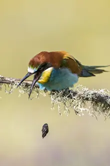 Wild Animal Photography Outdoor Drucke: European Bee-eater, Merops apiaster