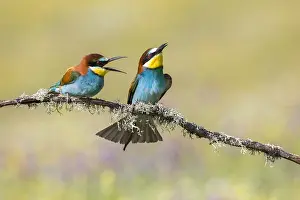 European Bird Species List Drucke: European Bee-eater, Merops apiaster