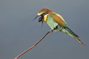 Bilder Datiert 24. Juli 2016: Europäischer Bienenfresser, Merops apiaster