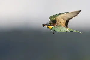 Merops Apiaster Species Drucke: European Bee-eater, Merops apiaster