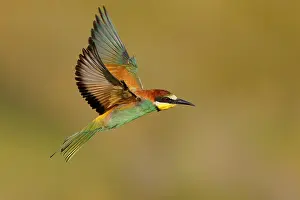 Wildlife Birds In Flight Drucke: European Bee-eater, Merops apiaster