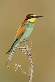 Merops Apiaster Species Drucke: European Bee-eater, Merops apiaster