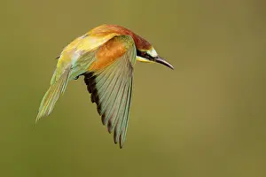 Merops Apiaster Species Drucke: European Bee-eater, Merops apiaster