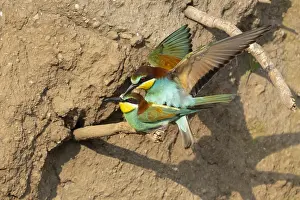 Bilder Datiert 28. Mai 2023: Europäischer Bienenfresser, Merops apiaster