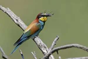 Merops Apiaster Species Drucke: European Bee-eater, Merops apiaster