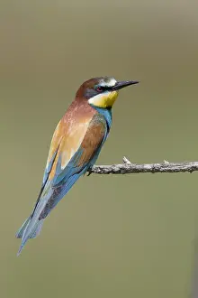 Merops Apiaster Species Drucke: European Bee-eater, Merops apiaster