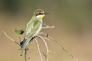 Merops Apiaster Species Drucke: European Bee-eater, Merops apiaster