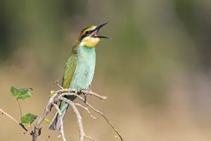 European Bee Eater Habitat Drucke: European Bee-eater, Merops apiaster