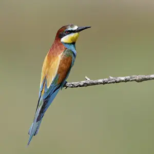 European Bee Eater Habitat Drucke: European Bee-eater, Merops apiaster